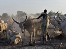 Südsudan Mundari Cattle Camp Einaschen