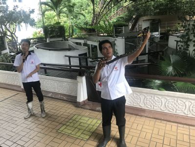 Rot Kreuz Schlangenfarm - Bangkok Reisebericht