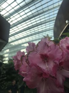 Gardens by the Bay - Flower Dome Singapur in 2 Tagen