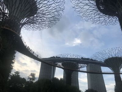 Supertree Grove - Gardens by the Bay