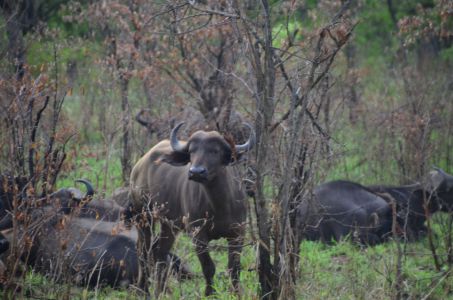 Büffel - Kruger-Nationalpark