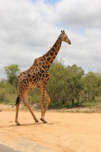 Giraffe - Kruger Nationalpark