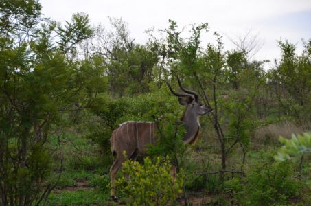 Kudu - Kruger Nationalpark