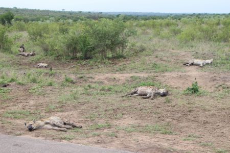 Tüpfehyänen - Kruger Nationalpark