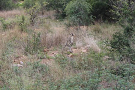 Grünmeerkatze Wachposten - Kruger Nationalpark