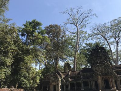Reisebericht Kambodscha - Ta Prohm