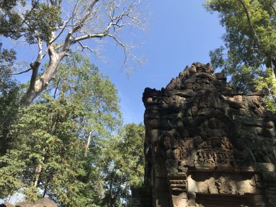 Ta Prohm - Kambodscha Reisebericht