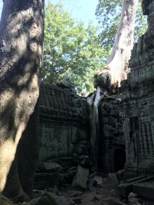 Ta Prohm - Kambodscha - Siem Reap Reiseblog