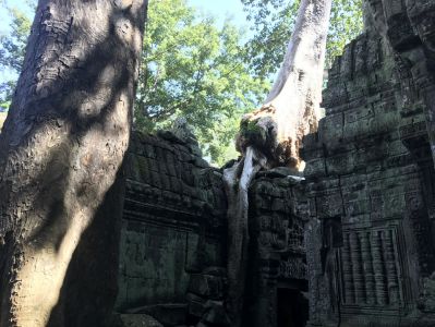 Kambodscha Reisebericht - Ta Prohm Tempel