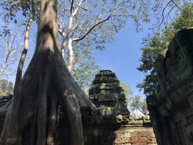 Reisebericht Kambodscha - Ta Prohm Tempel