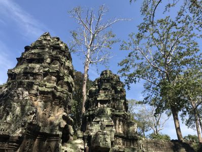 Kambodscha Backpacker Reisebericht - Ta Prohm Tempel