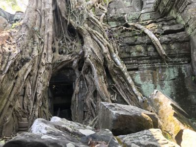Kambodscha Reiseblog - Ta Prohm Tempel