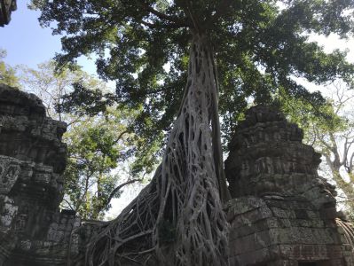 Siem Reap Tipps - Ta Prohm Tempel