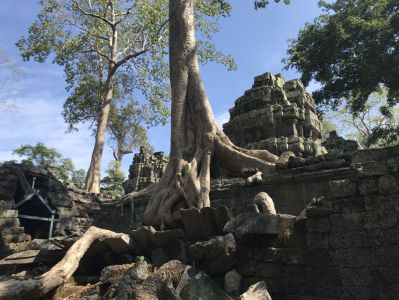 Ta Prohm Tempel - Kambodscha Reisebericht