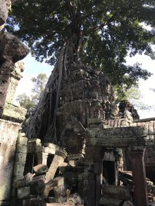Ta Prohm Tempel - Kambodscha Highlights