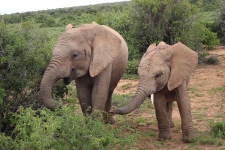 2 Babyelefanten beim Fressen - Addo Elephant Park