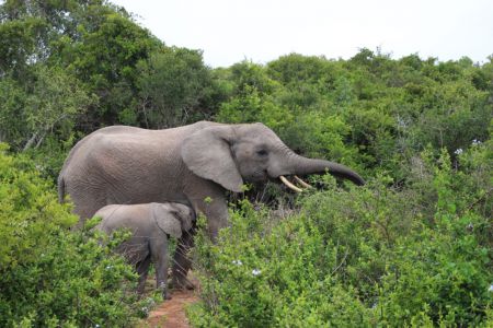 Mamaelefant + Baby - Addo Elephant Park