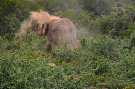Elefant - Addo Elephant Park