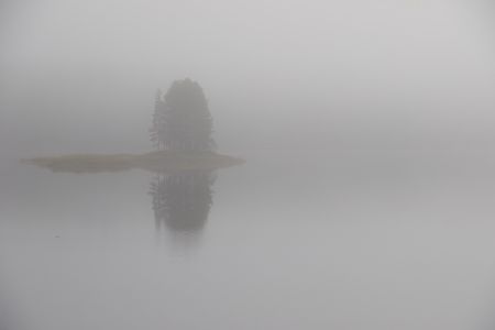 Baum im Nebel - Landschaftsfotografie