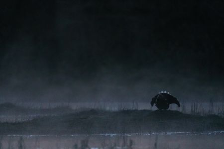 Birkhahn im morgendlichen Nebel im Moor