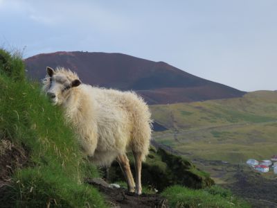 Fauna und Flora Islands - Schaf