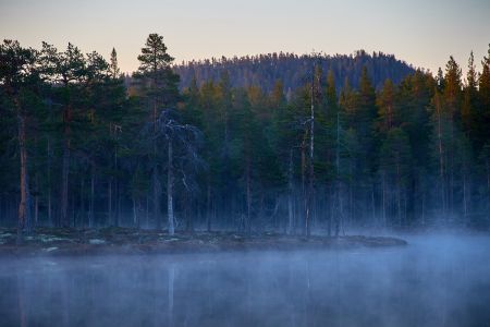 Nebel und Dämmerung im Moor in Schweden 2