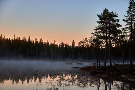 Nebel und Dämmerung im Moor in Schweden