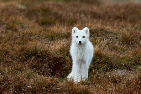 Polarfuchs Naturfotografie Dovrefjell