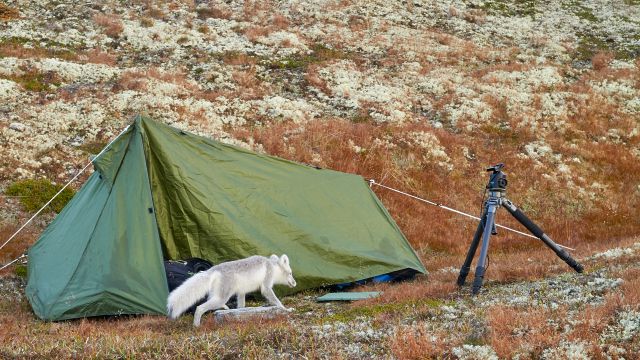Polarfuchs vor dem Ultraleichtzelt in Skandinavien