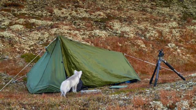 Polarfuchs vor dem Zelt in Dovrefjell