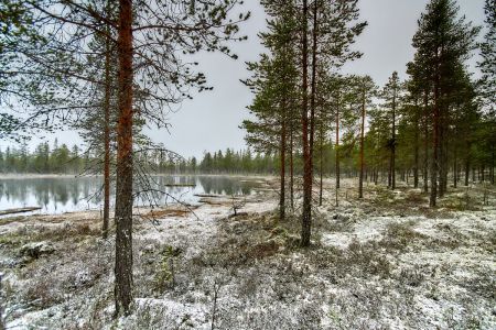 Schneefall an einem Frühlingstag in Mittelschweden