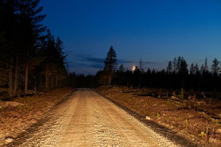 Waldpiste mit Mondsichel in einer Nacht in Schweden
