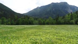 Wildblumenwiesen Lunz am See - leichte Wanderung
